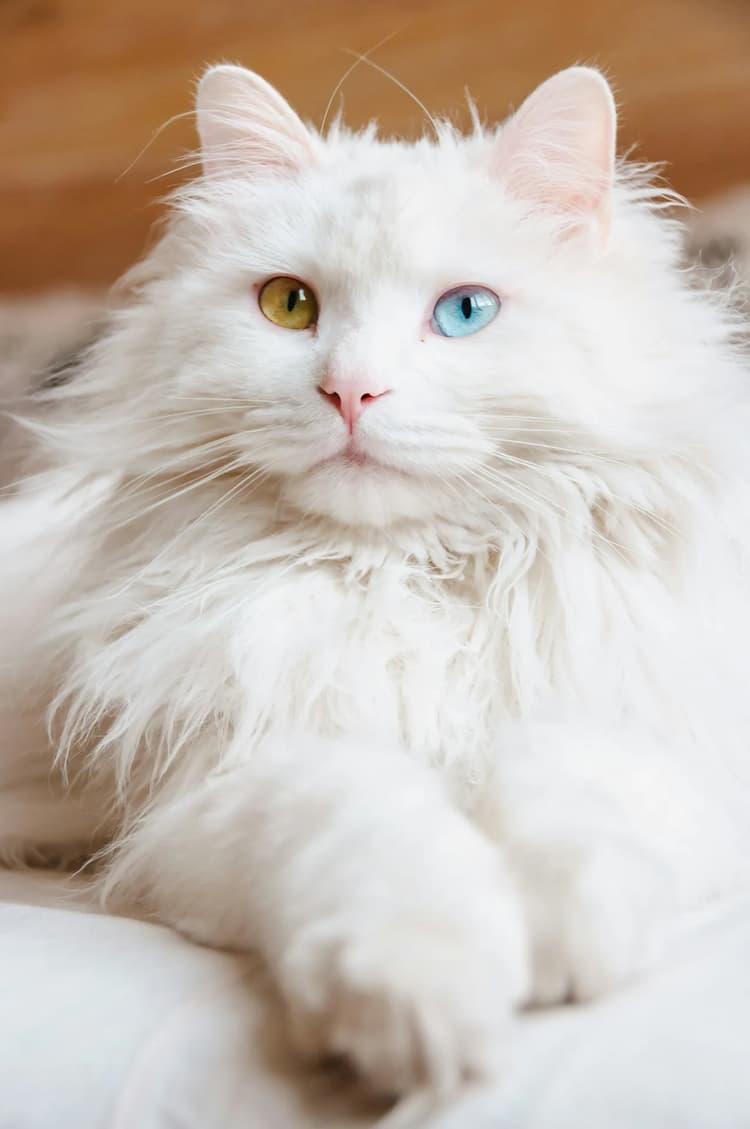 A fluffy white Siberian cat with heterochromia, having one blue eye and one yellow eye, lying down.