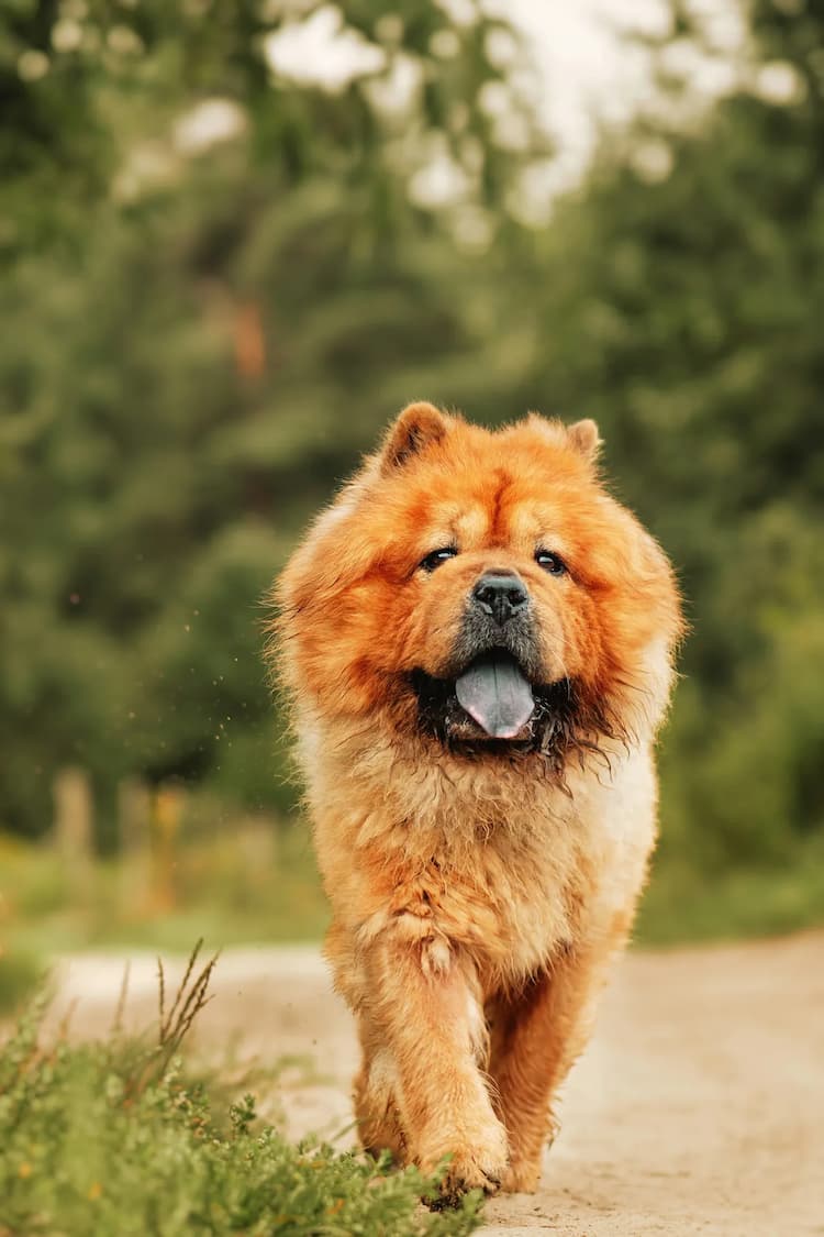 A fluffy light brown Chow Chow with a distinctive blue tongue walks on a dirt path surrounded by green foliage.