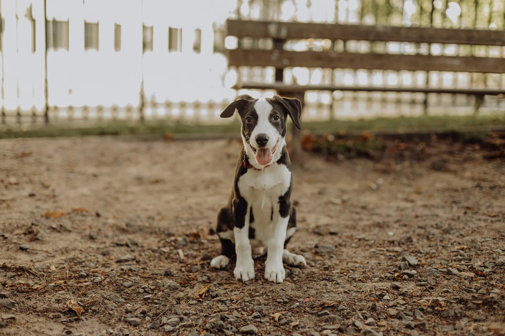 A black and white American Staffordshire Terrier puppy sits on a dirt and gravel ground in front of a wooden fence and benches. The dog has its mouth open and tongue out.