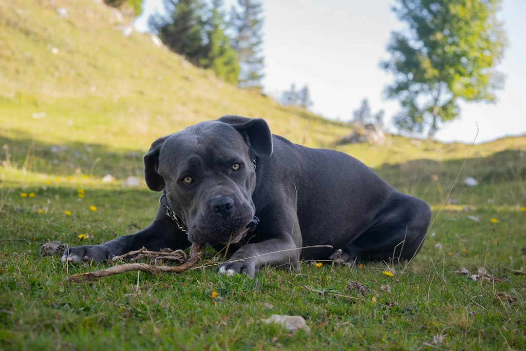 A large gray Cane Corso chews on a stick while lying on grass in a hilly, wooded area on a sunny day.