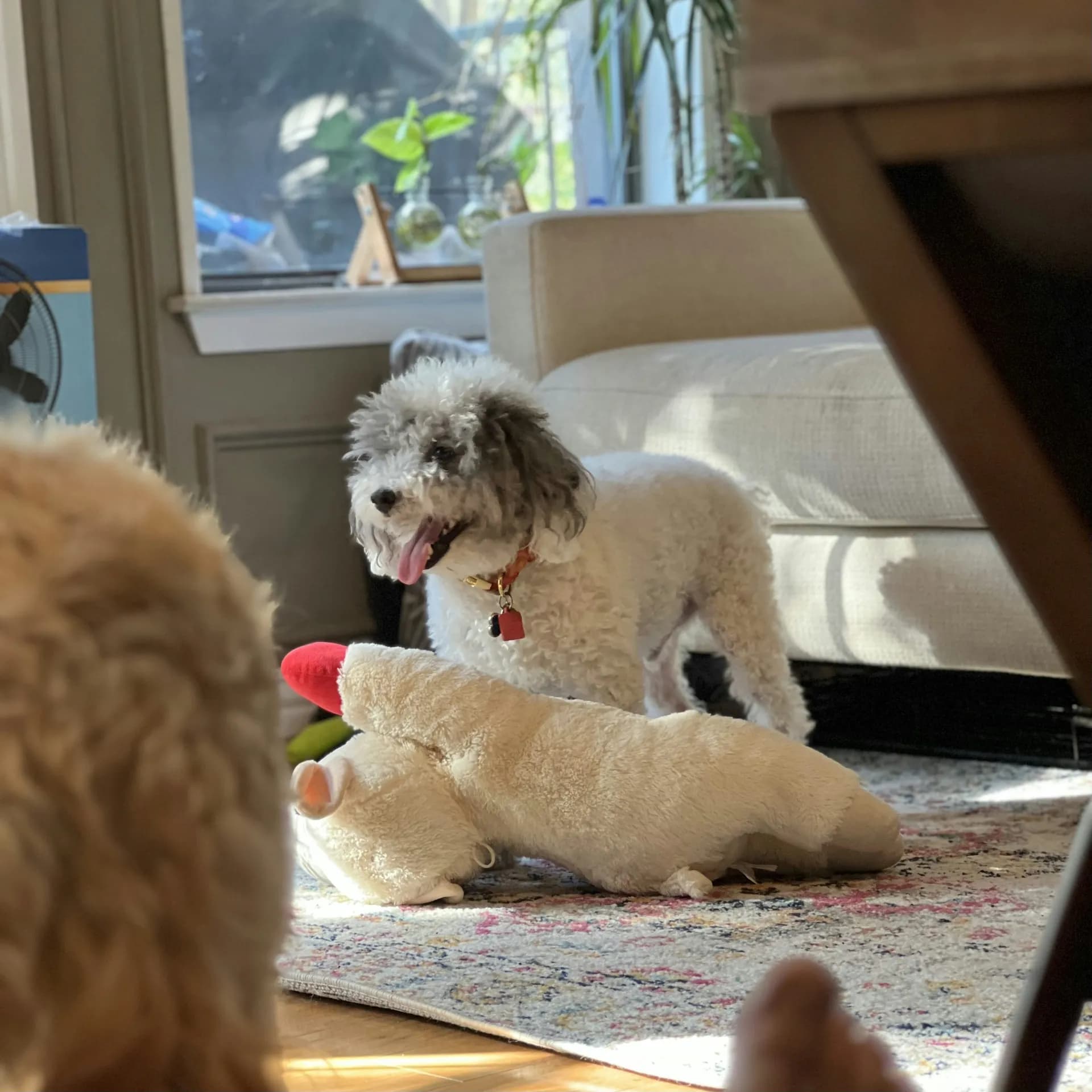 A small Schnoodle stands on a rug next to a large stuffed toy in a sunlit room with plants and a couch in the background.