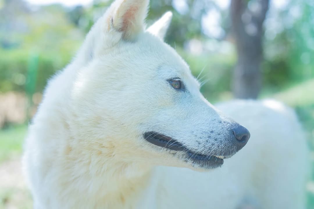 A white Jindo with pointed ears and a relaxed expression stands outdoors, looking to the right. Trees and greenery are visible in the blurred background.