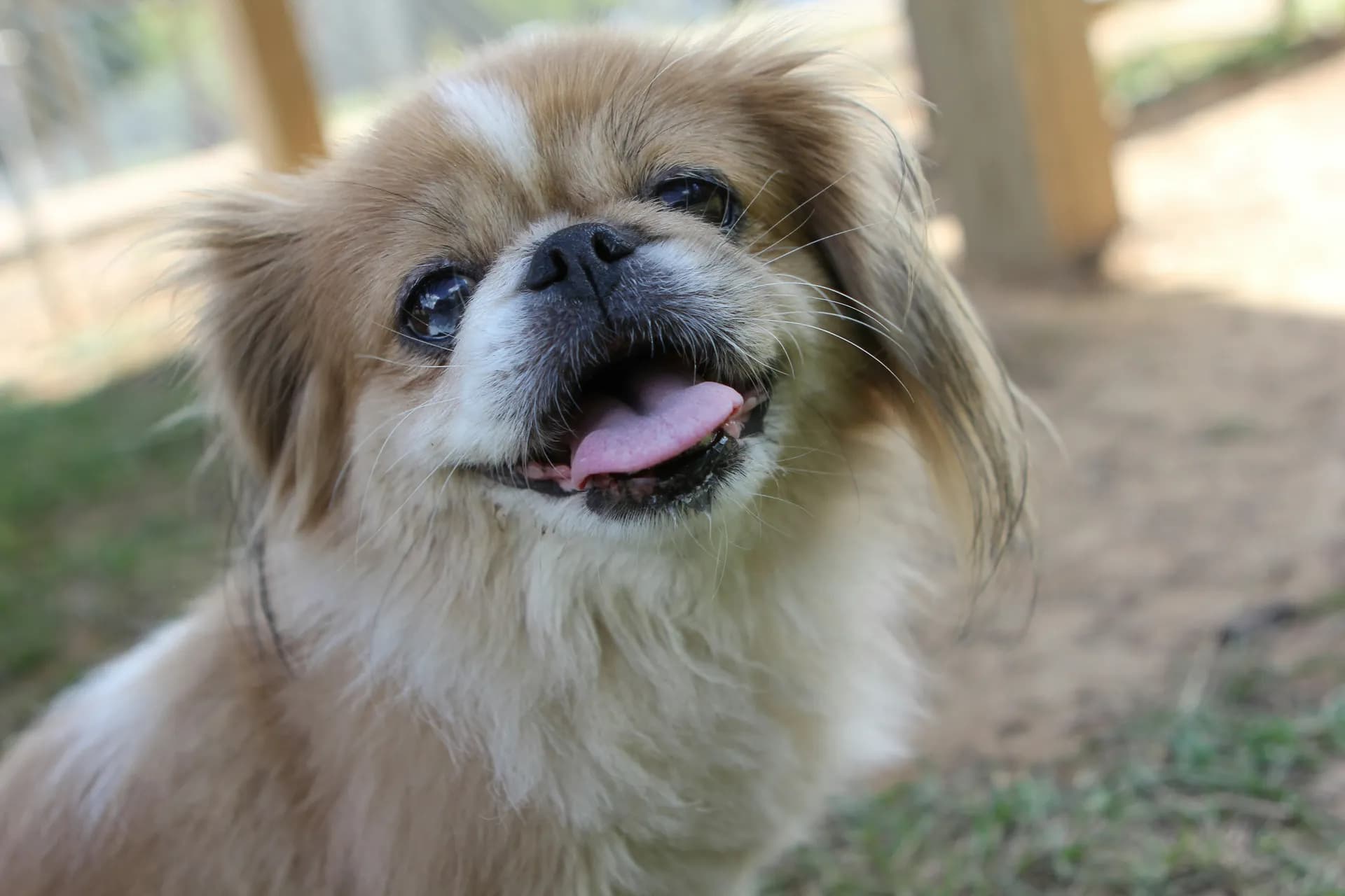 Pekingese