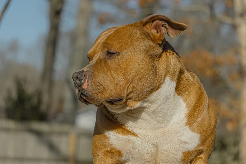 A muscular American Bully with a brown and white coat looks to the side, one ear flopped over. The background features a fence and blurred trees.