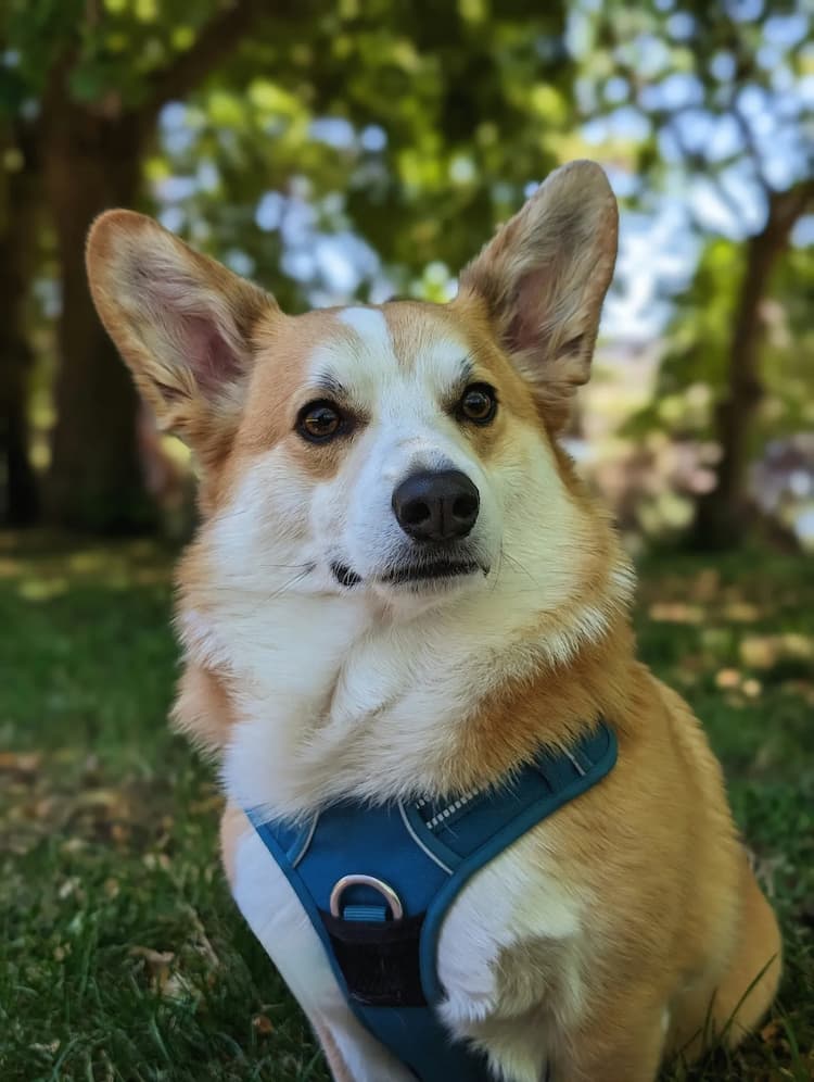 A Pembroke Welsh Corgi wearing a blue harness sits on green grass with trees and sunlight filtering through leaves in the background.