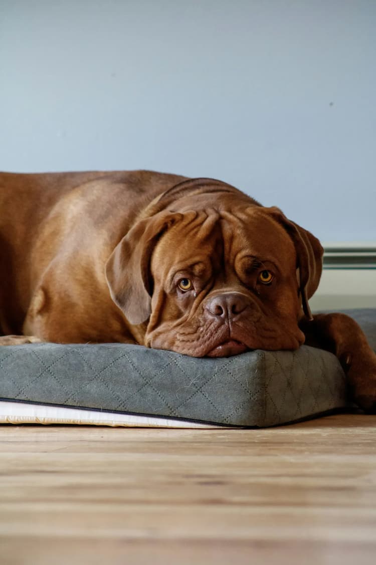 A large brown Dogue De Bordeaux lies on a gray pet bed, resting its head and looking towards the camera with a calm expression. The floor is wooden, and the background is a plain, light blue wall.