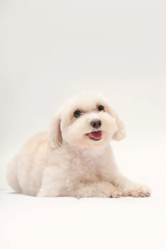 Small white Maltipoo with fluffy fur lying down and looking up, its tongue slightly out against a plain white background.