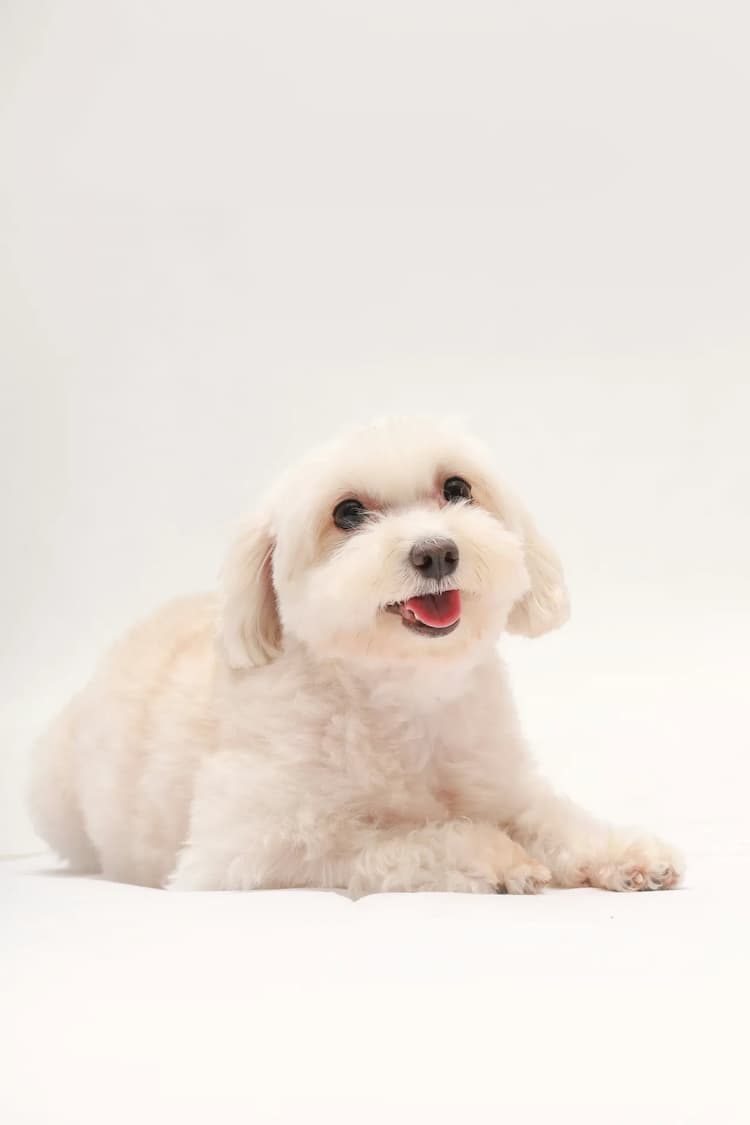 Small white Maltipoo with fluffy fur lying down and looking up, its tongue slightly out against a plain white background.