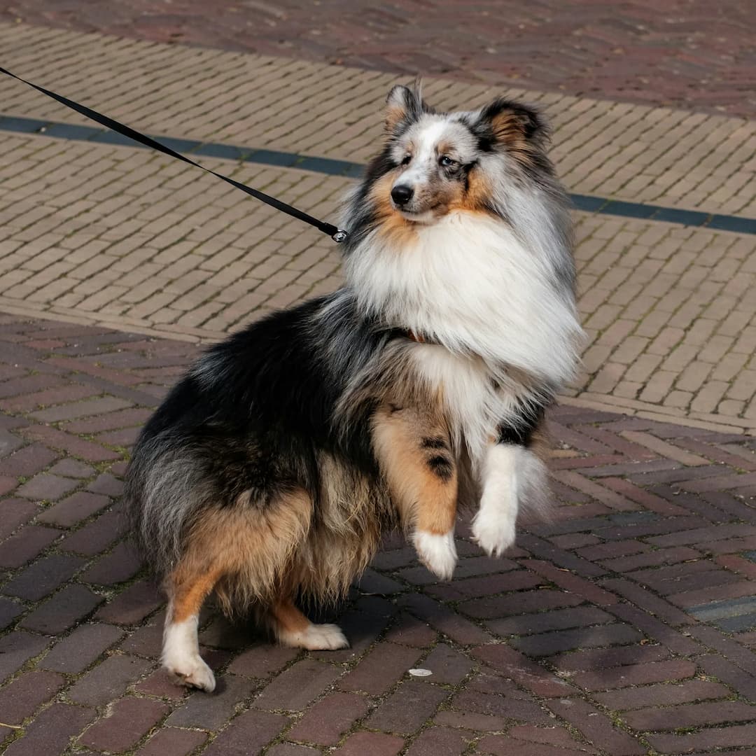 A Shetland Sheepdog on a leash stands on its hind legs on a brick pathway, showcasing the agility of this delightful dog.