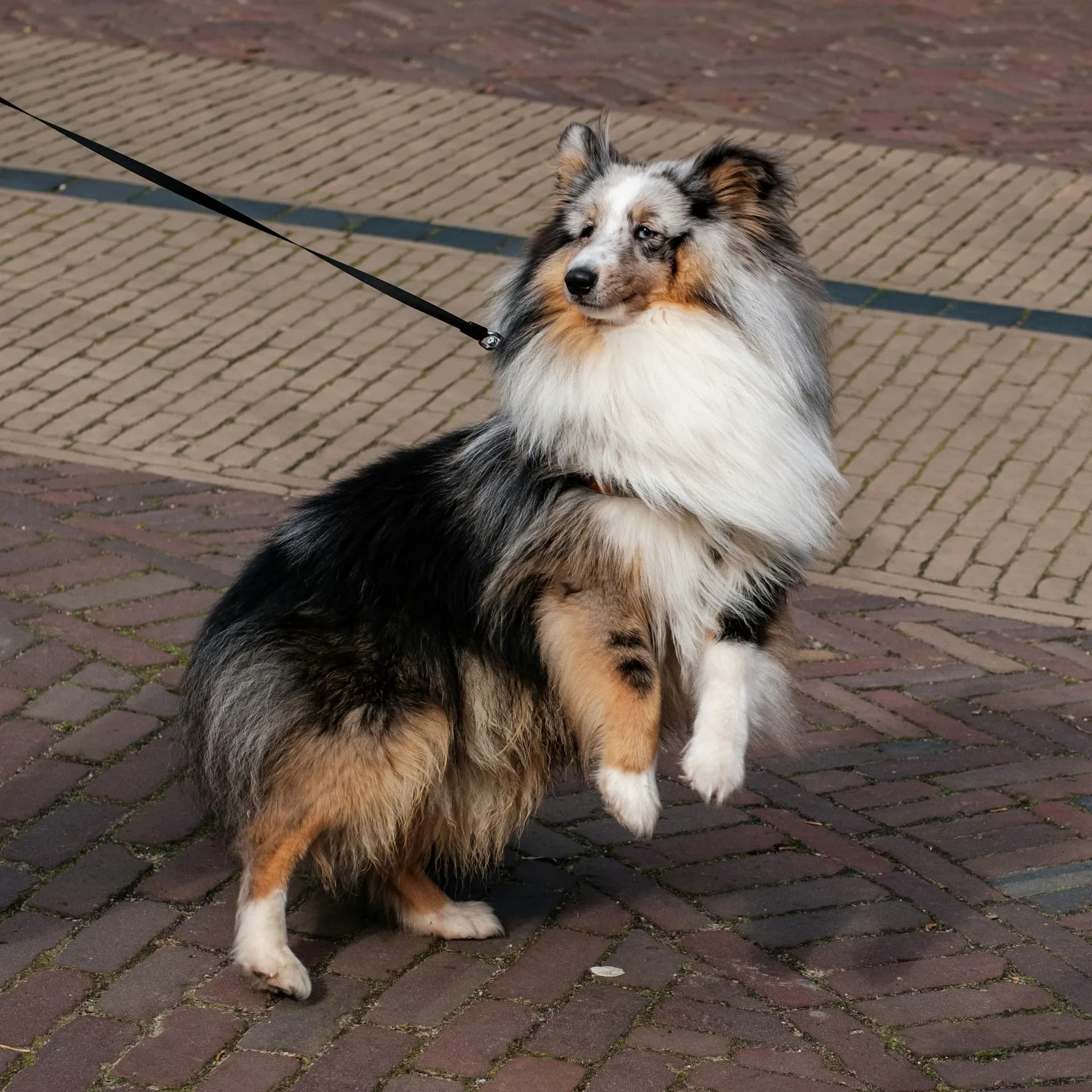 A Shetland Sheepdog on a leash stands on its hind legs on a brick pathway, showcasing the agility of this delightful dog.