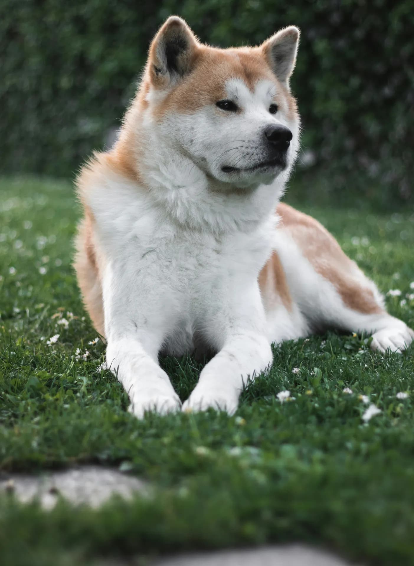 Akita