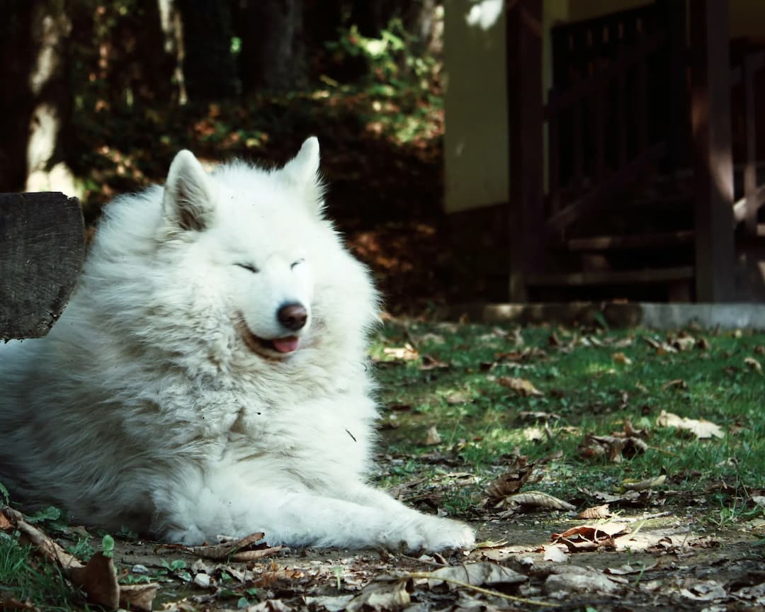 A fluffy white Samoyed with closed eyes is lying on the ground outside in a shaded area next to a building.