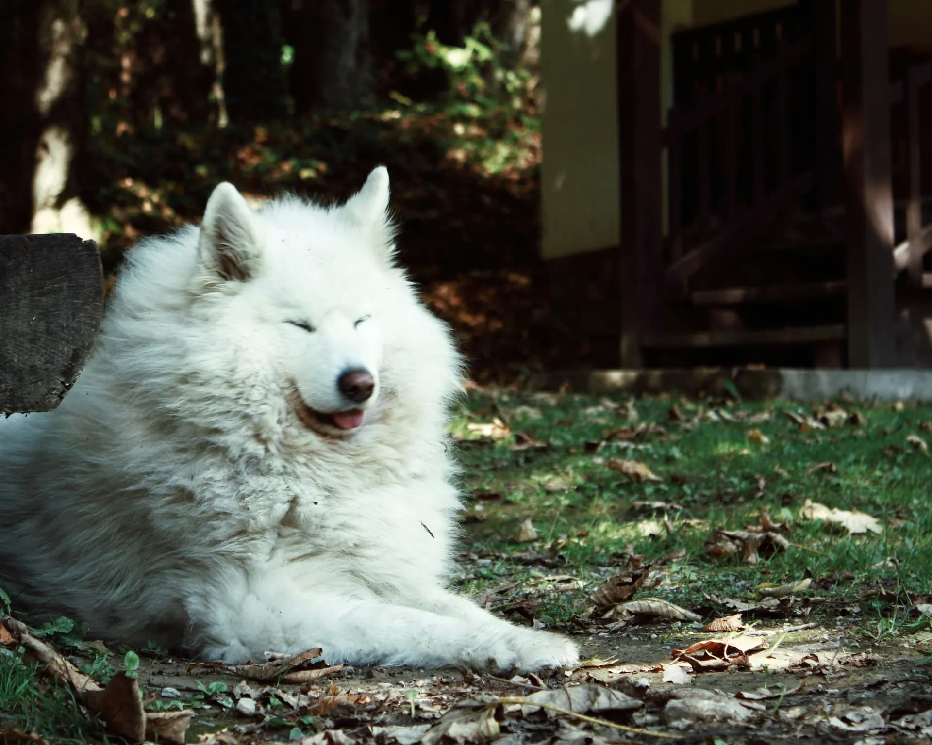 Samoyed