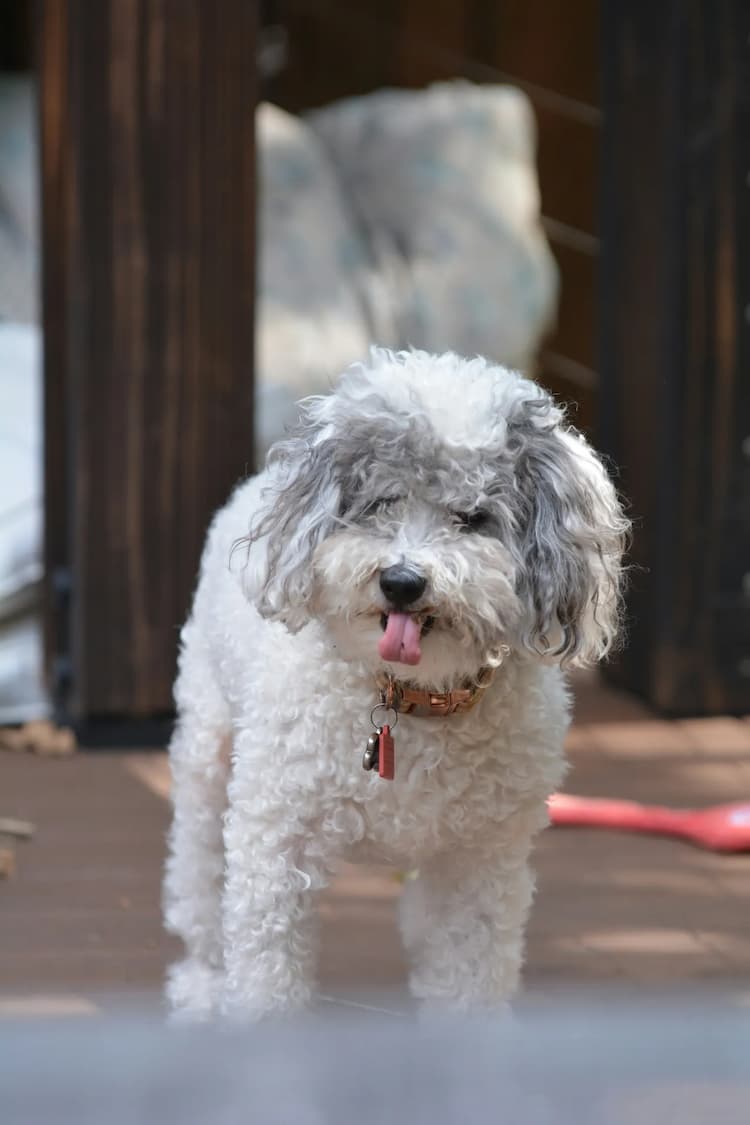 A small white Schnoodle with curly fur and a grey face stands indoors, its tongue playfully sticking out. The dog wears a collar with tags.