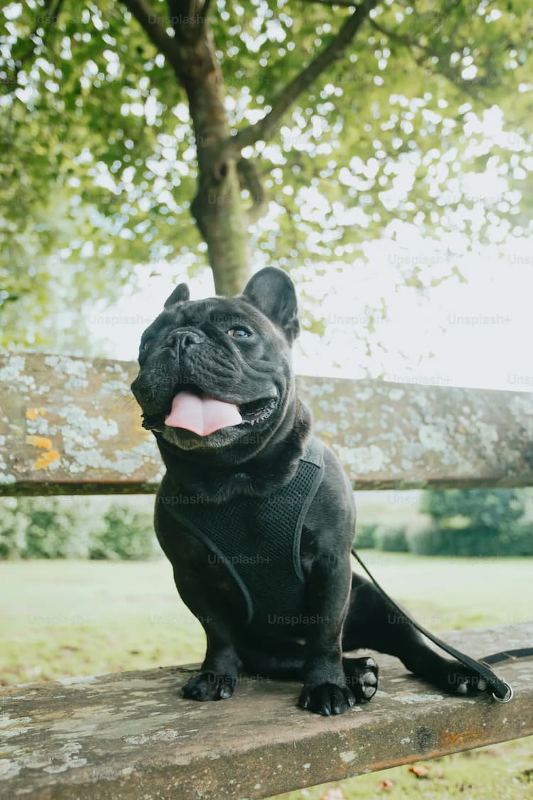 A black French Bulldog wearing a black harness sits on a weathered wooden bench in a park, facing forward with its tongue out. Trees and greenery are visible in the background.