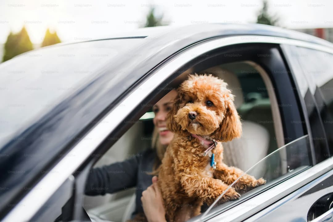 A brown curly-haired Poodle with a blue tag stands with its paws on the window frame of a car, looking out. A person is partially visible inside the car.