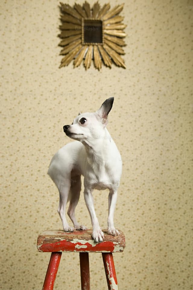 A small Chihuahua with black ears stands on a red painted stool, with a vintage sunburst mirror hanging on a patterned wallpapered wall behind.