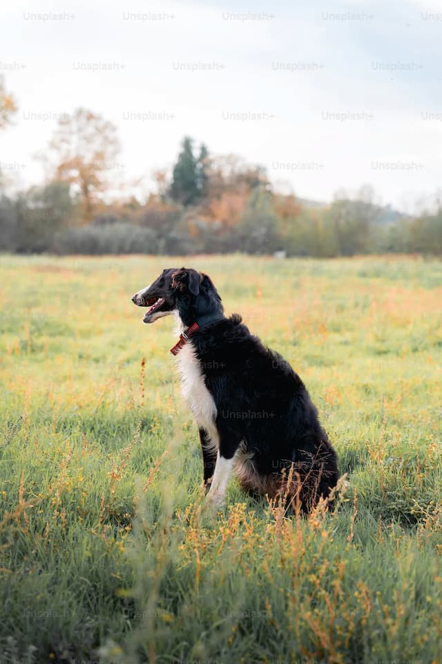 A black and white Borzoi with a red collar is sitting on grass in a field, looking into the distance.