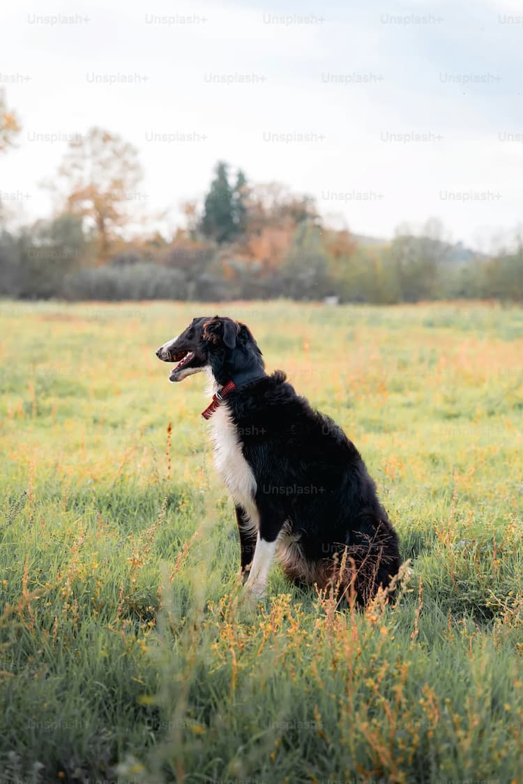 A black and white Borzoi with a red collar is sitting on grass in a field, looking into the distance.