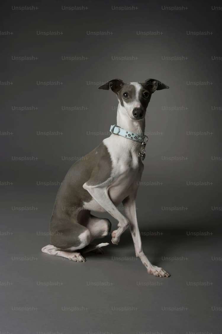 A grey and white Italian Greyhound with an aqua blue collar sits on a grey studio floor, the dog looking directly at the camera.