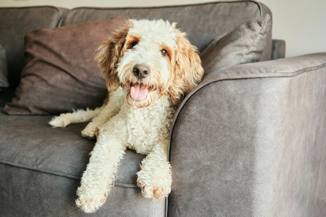 A curly-coated Labradoodle with light brown ears is lying on a grey couch, looking forward with its tongue out.