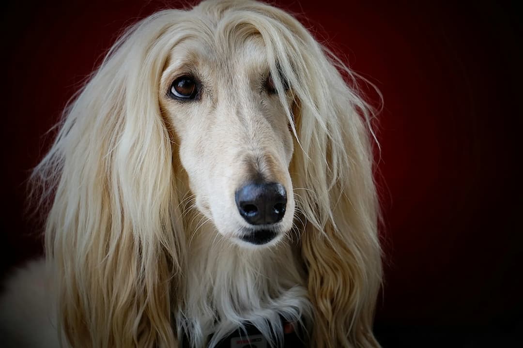 A cream-colored Afghan Hound with long, flowing fur poses gracefully against a dark red background.