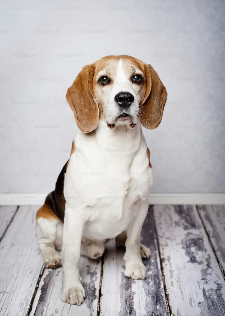 A beagle dog with brown and white fur sits on a wooden floor against a light-colored patterned background.