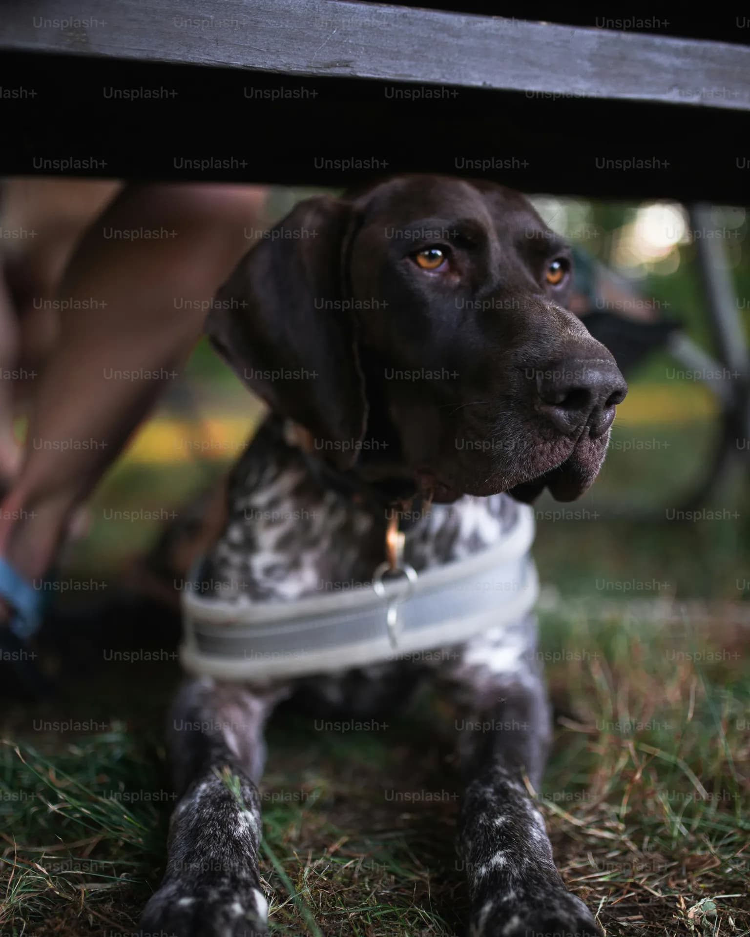 A Pointer with brown and white fur lies on the grass under a wooden bench, wearing a grey harness. The background shows blurred legs and foliage.