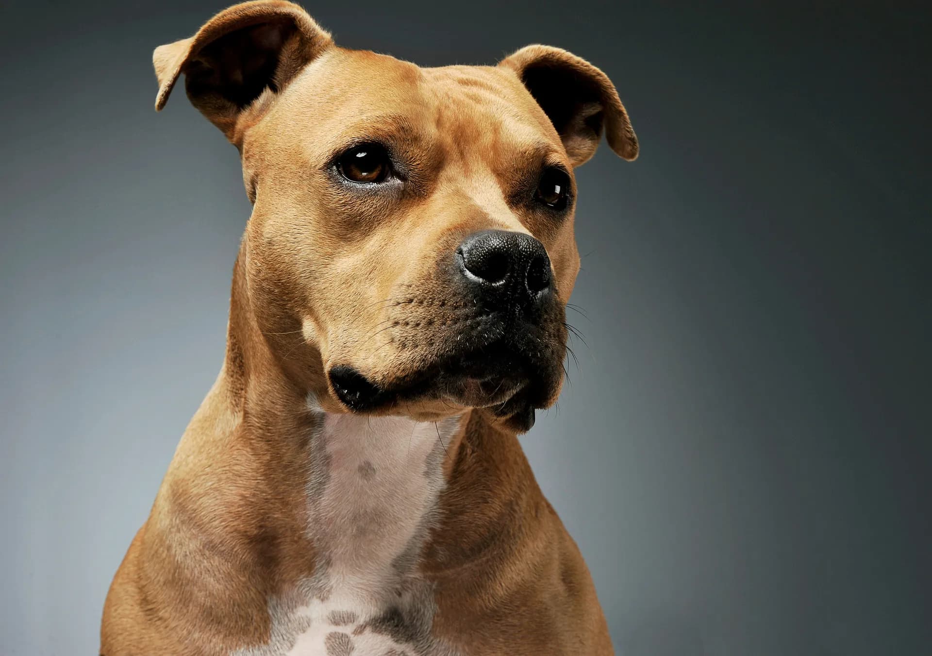 Close-up of a brown Staffordshire Bull Terrier with white markings on its chest, looking to the side against a grey background.