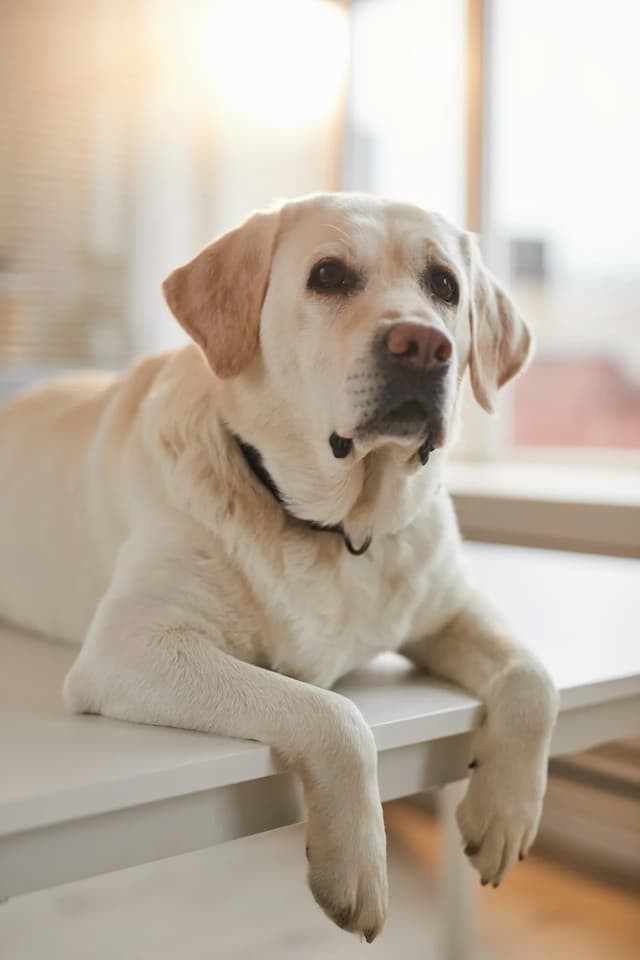 A yellow Labrador Retriever rests its front legs on a white table, the dog looking off into the distance.