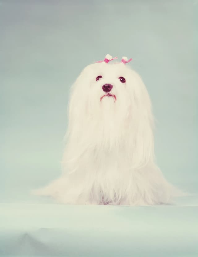 A white Maltese with long fur sits against a pale blue background, wearing pink bows on its ears.