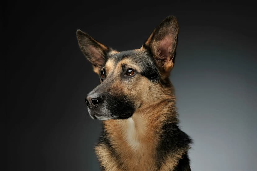 A German Shepherd dog attentively looks to the side against a dark grey background, showcasing its alert and intelligent nature.