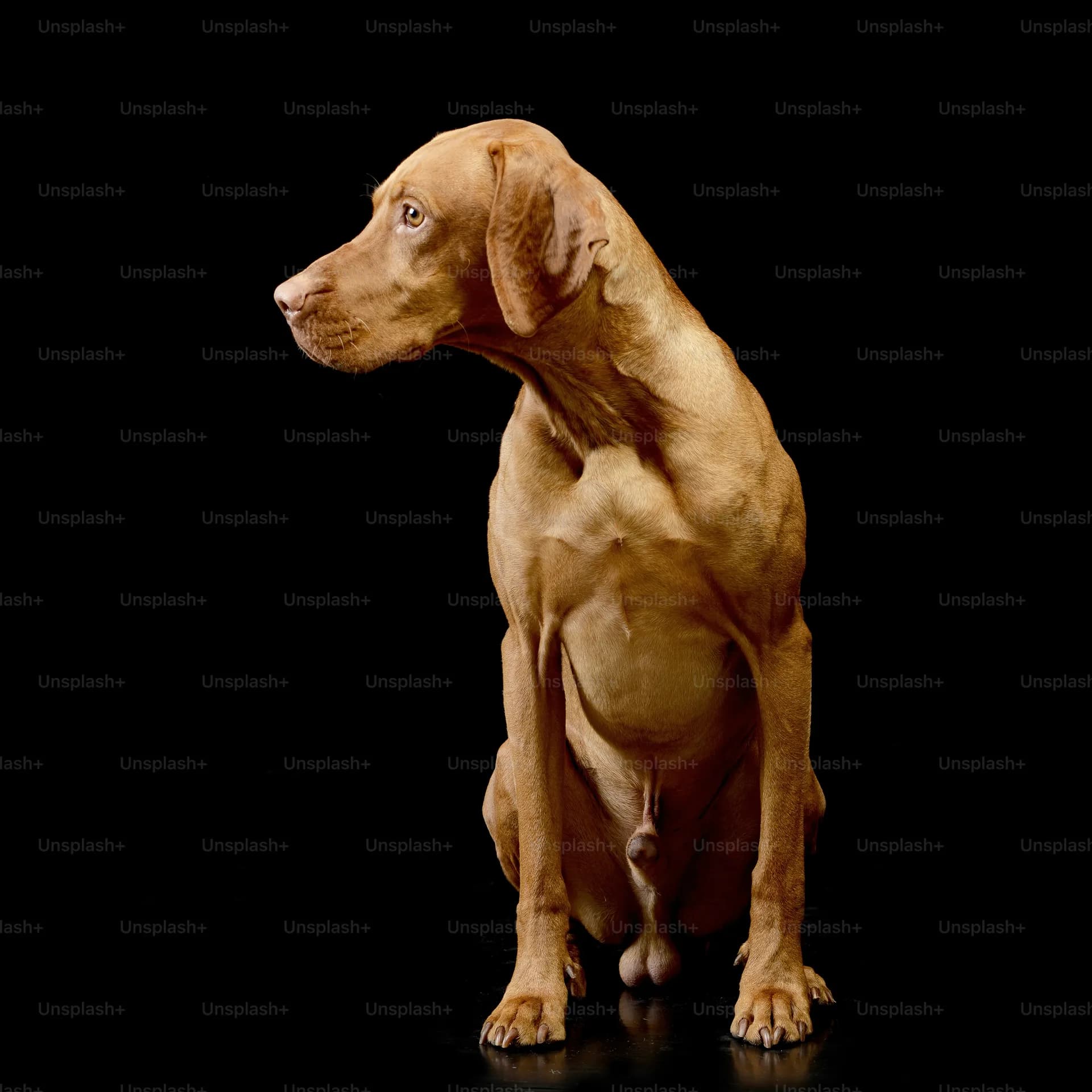 Redbone Coonhound