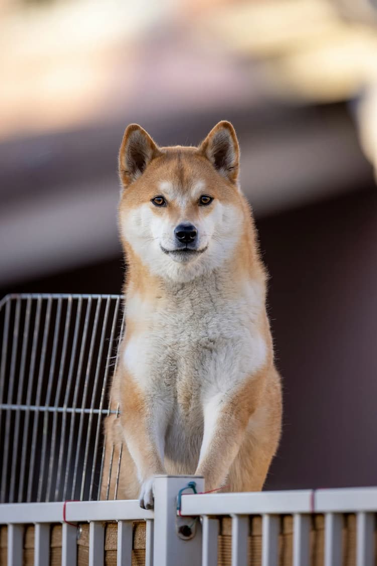 A Shiba Inu stands alertly on a metal fence, looking directly at the camera.