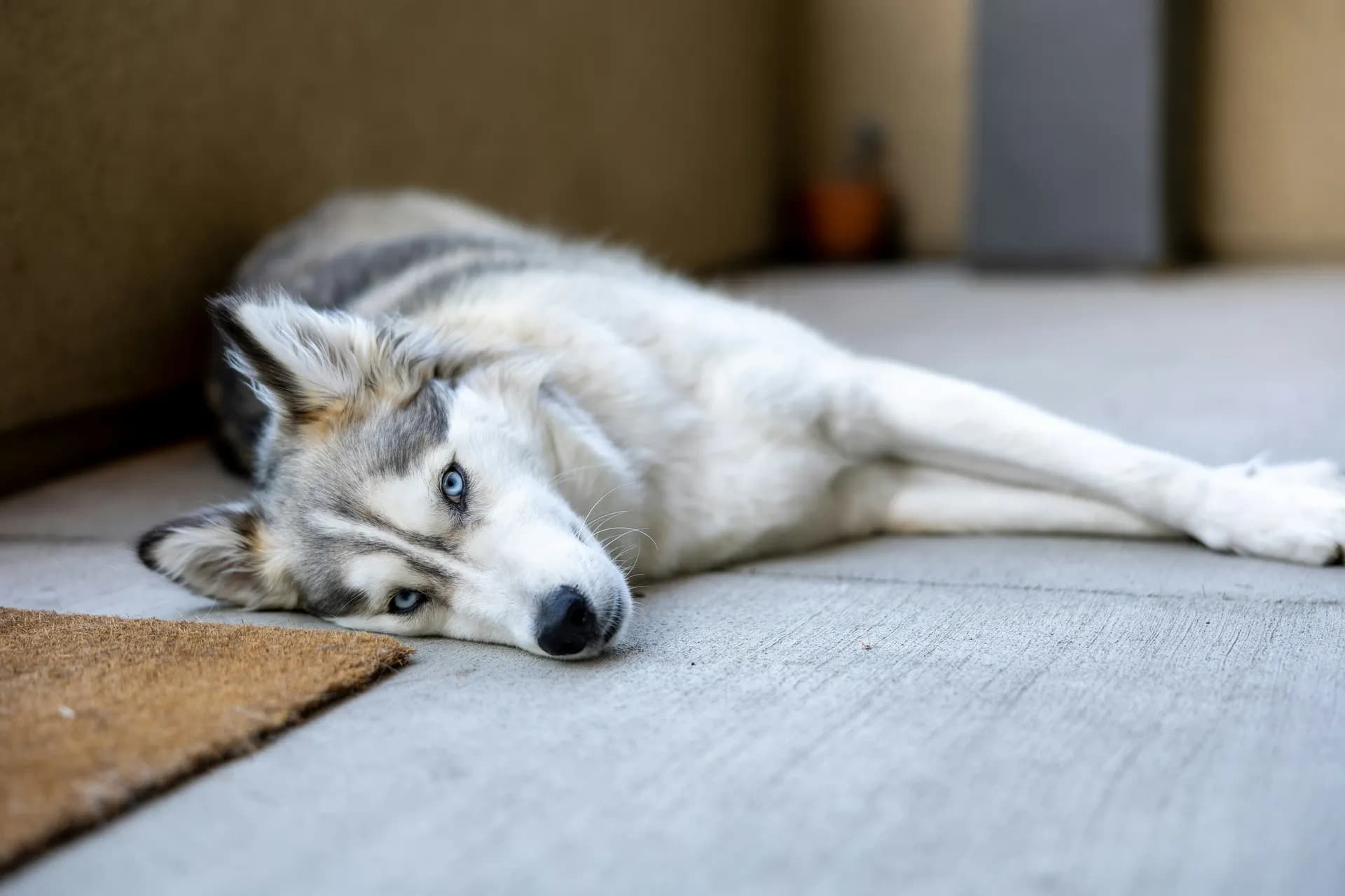 Siberian Husky