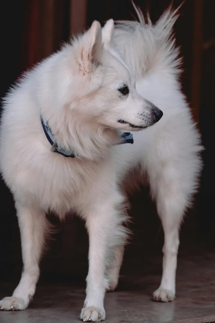 American Eskimo with a fluffy white coat and blue collar standing indoors, looking to the side.