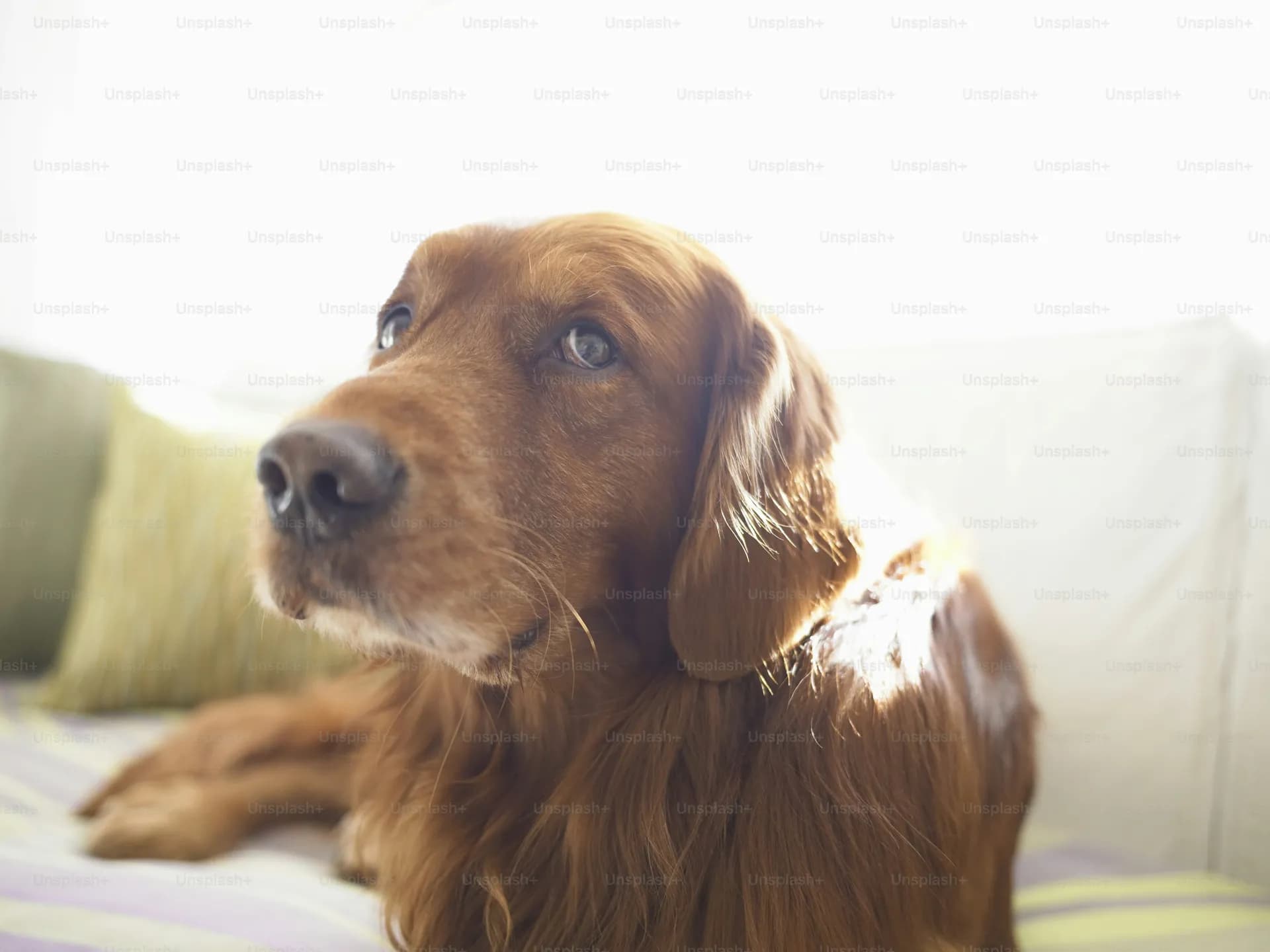 A close-up image of a brown Irish Setter lying on a bed with light brown fur. The background is softly lit with a striped pillow visible. The dog looks off into the distance.