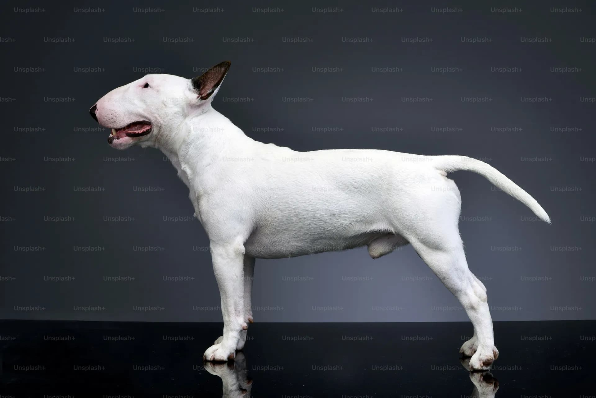 Bull Terrier