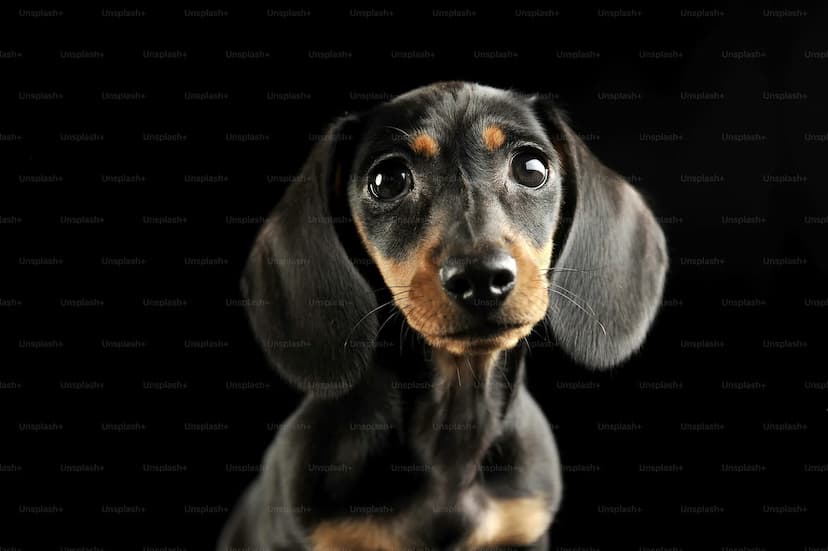 Close-up of a small black and brown Dachshund puppy looking directly at the camera against a black background.