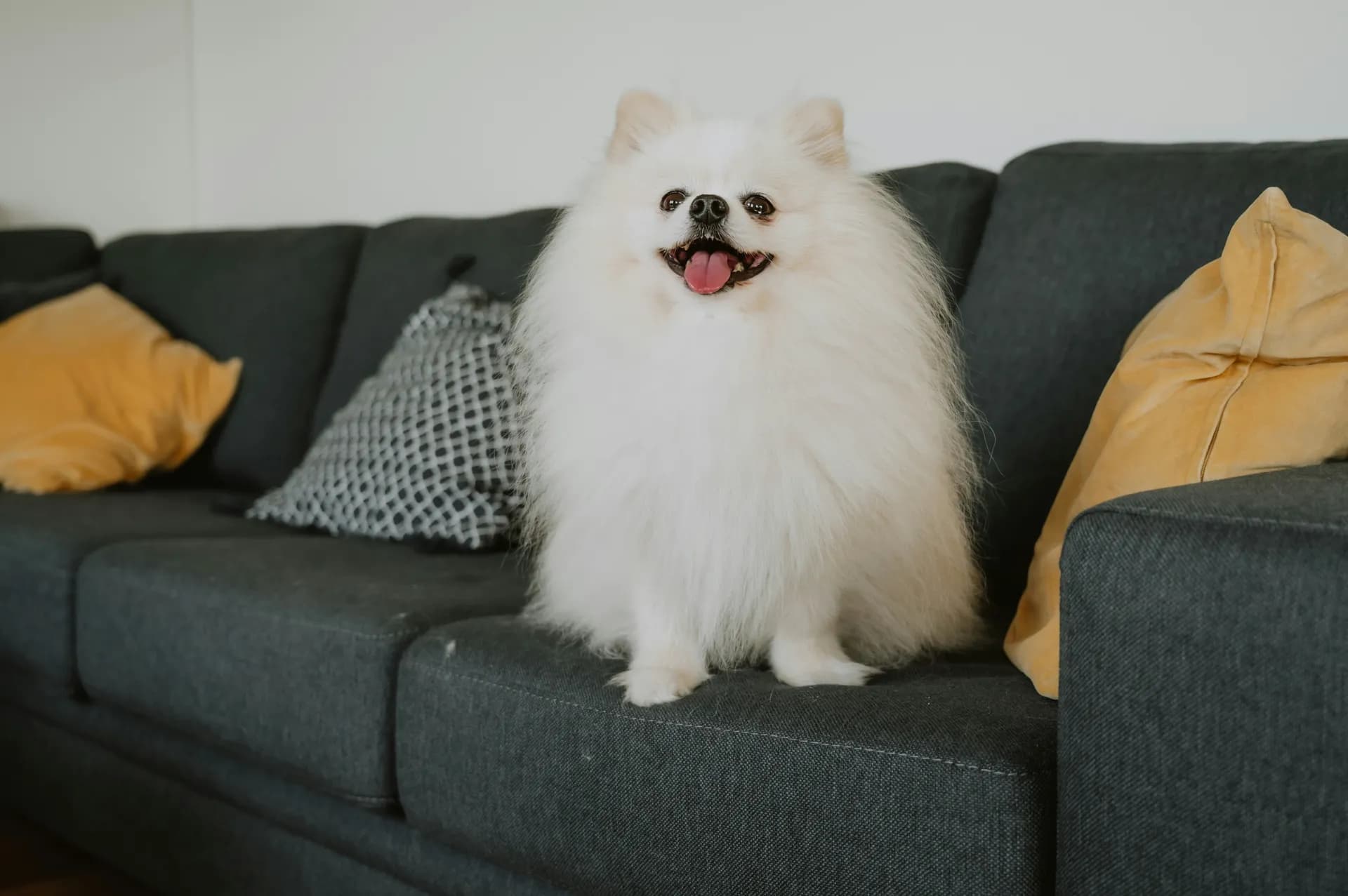 Pomeranian