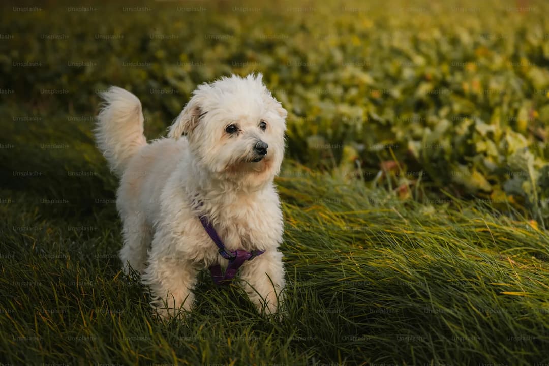 A small white fluffy Bichon Frise wearing a purple harness stands on green grass with a field in the background.