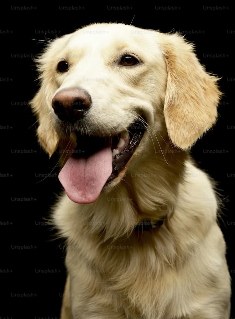 A close-up of a light-colored Golden Retriever with its tongue out, set against a black background.